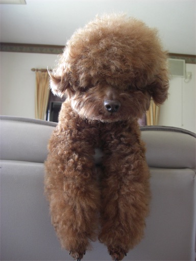 f:id:cookiegenki:20201009072433j:image