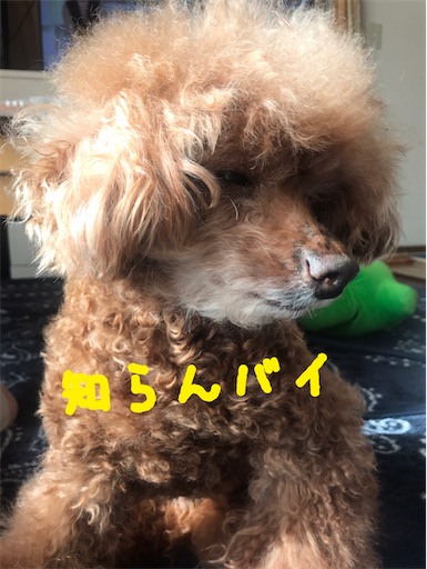f:id:cookiegenki:20201111095749j:image