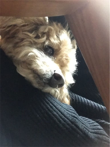 f:id:cookiegenki:20210217141528j:image