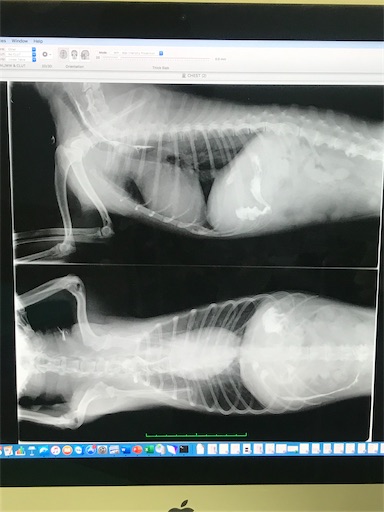 f:id:cookiegenki:20210312163640j:image f:id:cookiegenki:20210312163640j:image