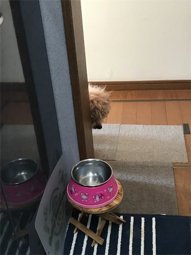 f:id:cookiegenki:20210503115807j:image