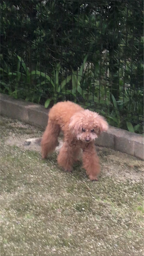 f:id:cookiegenki:20210522154715p:image