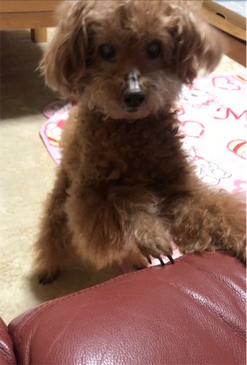 f:id:cookiegenki:20210531141519j:image