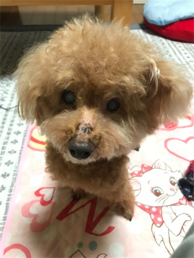 f:id:cookiegenki:20210914195841j:image f:id:cookiegenki:20210914195841j:image