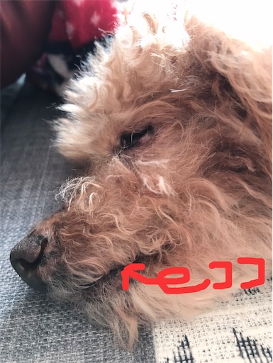 f:id:cookiegenki:20210927111459j:image f:id:cookiegenki:20210927111459j:image