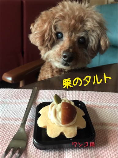 f:id:cookiegenki:20210929213602j:image