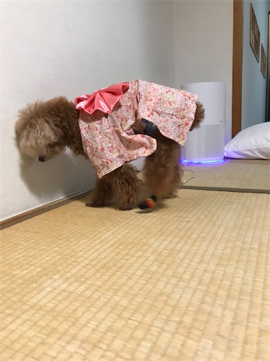 f:id:cookiegenki:20211121231711j:image