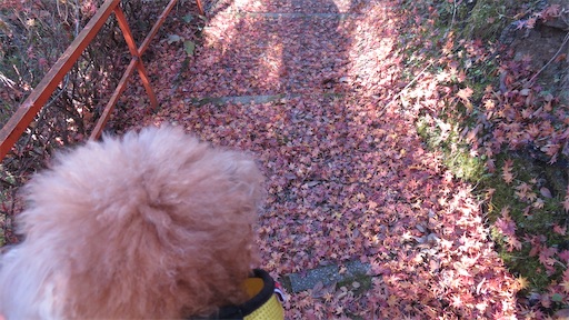 f:id:cookiegenki:20211122162710j:image
