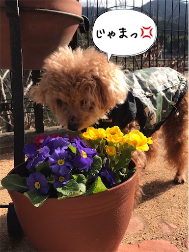 f:id:cookiegenki:20220114140837j:image