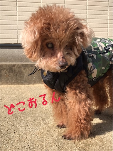 f:id:cookiegenki:20220114144943j:image