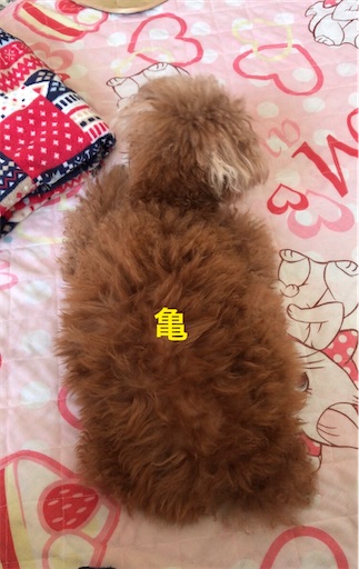 f:id:cookiegenki:20220209163239j:image f:id:cookiegenki:20220209163239j:image