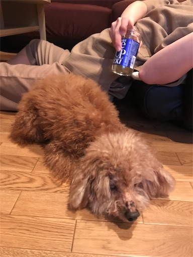f:id:cookiegenki:20220215161954j:image