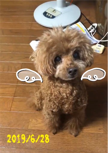 f:id:cookiegenki:20220628213405j:image