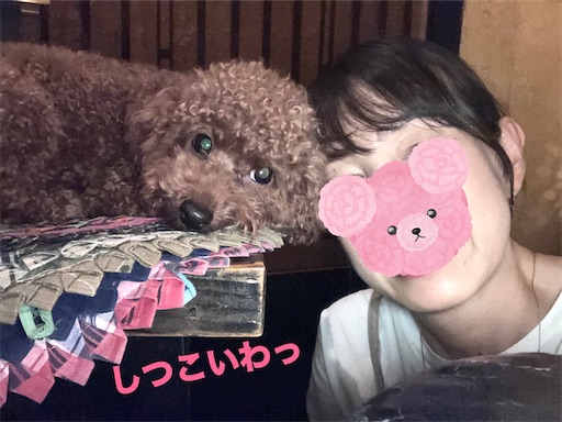 f:id:cookiegenki:20220801112513j:image f:id:cookiegenki:20220801112513j:image