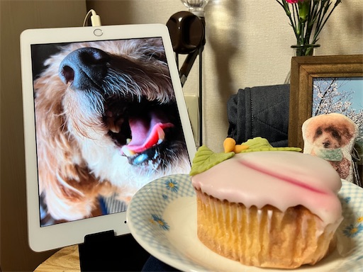 f:id:cookiegenki:20230219164931j:image f:id:cookiegenki:20230219164931j:image