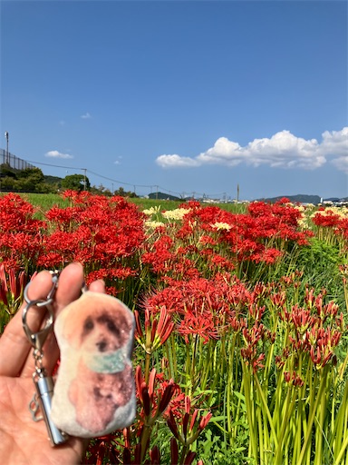 f:id:cookiegenki:20240930124300j:image