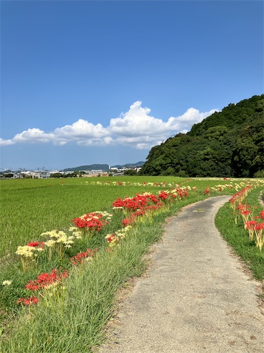 f:id:cookiegenki:20240930124324j:image