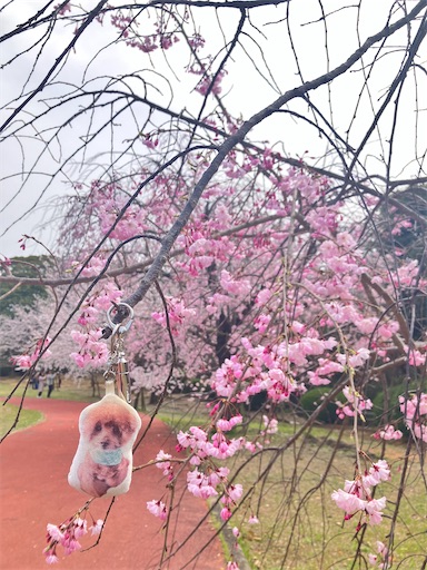 f:id:cookiegenki:20250425095242j:image