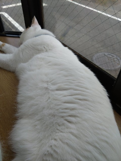f:id:cookiepurin:20240919215559j:image