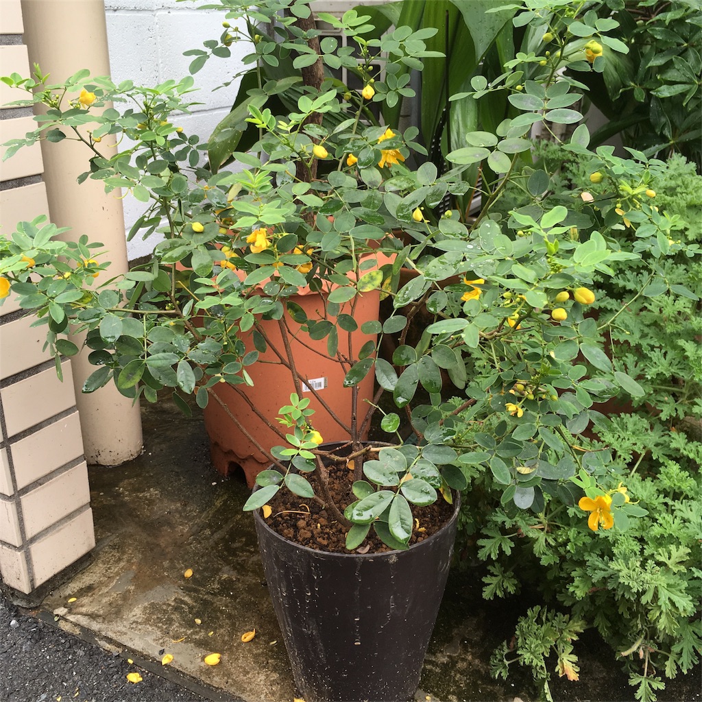 f:id:coolandwarm:20170730105716j:image f:id:coolandwarm:20170730105716j:image