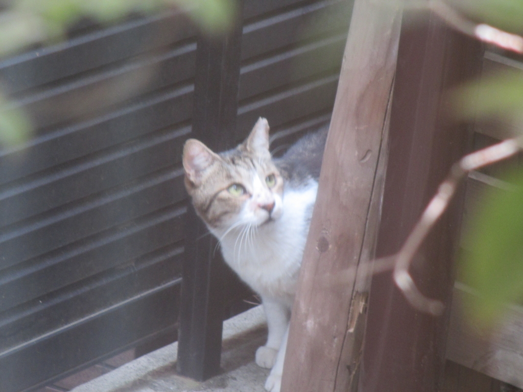 f:id:coolmactatuki:20180922073353j:plain