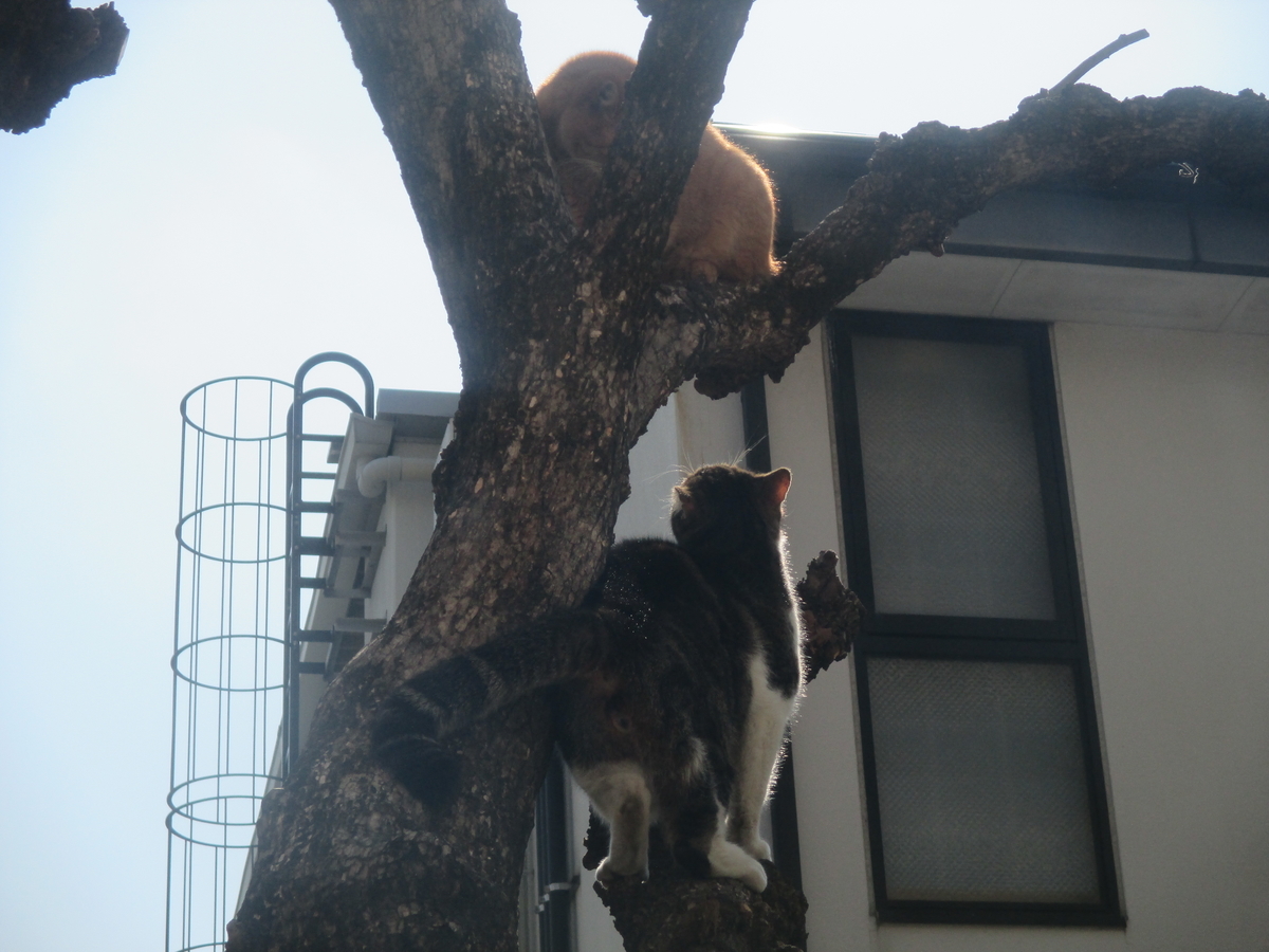 f:id:coolmactatuki:20190329171937j:plain