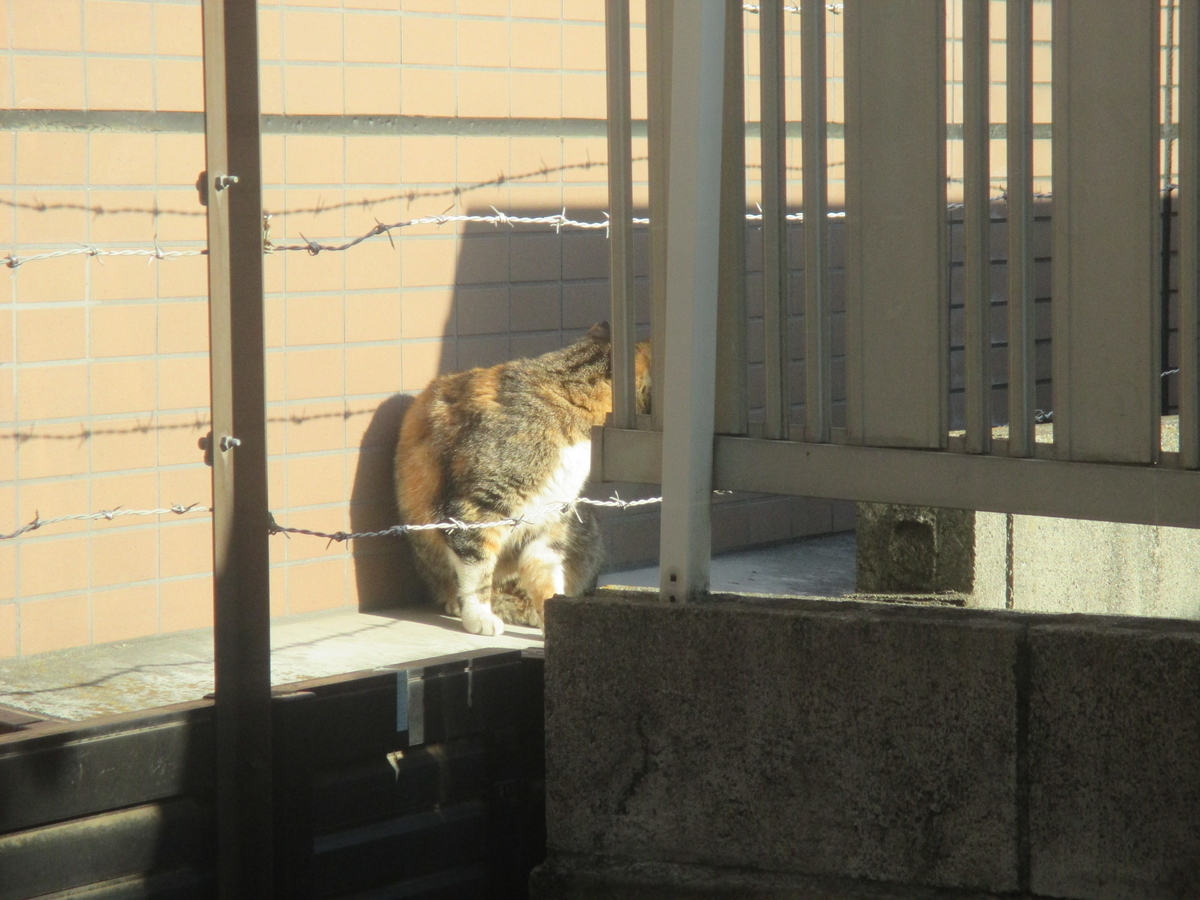 f:id:coolmactatuki:20200503125854j:plain