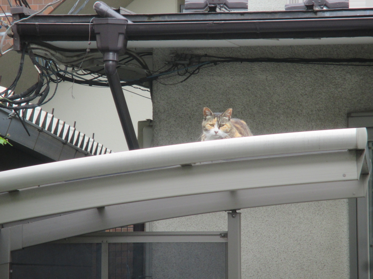 f:id:coolmactatuki:20200725073712j:plain