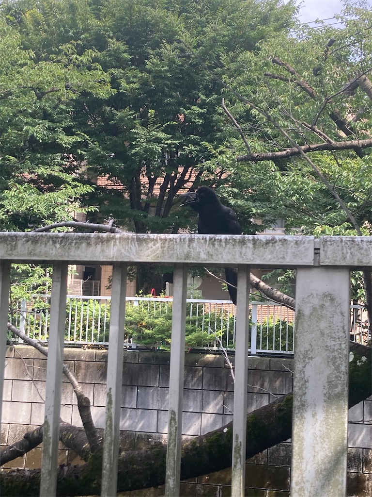 f:id:coolmactatuki:20240717150033j:image f:id:coolmactatuki:20240717150033j:image