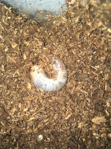 f:id:coolmasuo:20191022222159j:image