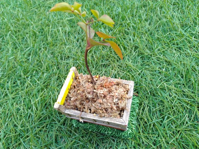 f:id:coolmasuo:20200429033140j:image