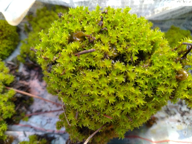 f:id:coolmasuo:20200429033155j:image