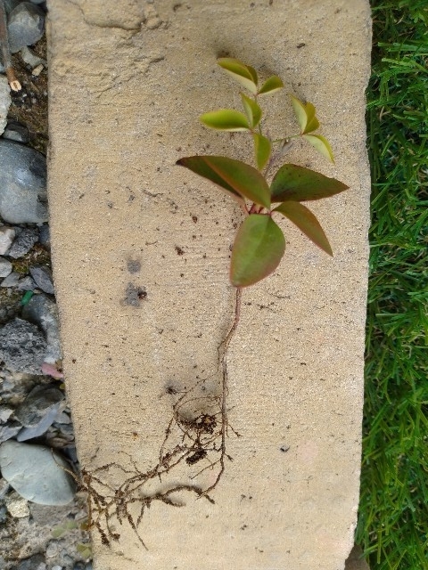 f:id:coolmasuo:20200429060548j:plain