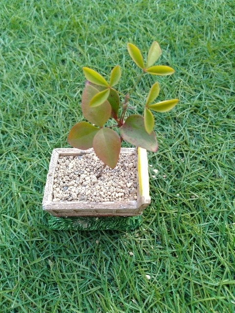 f:id:coolmasuo:20200429061102j:plain