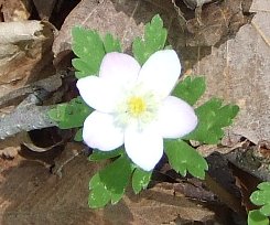 イメージ 6