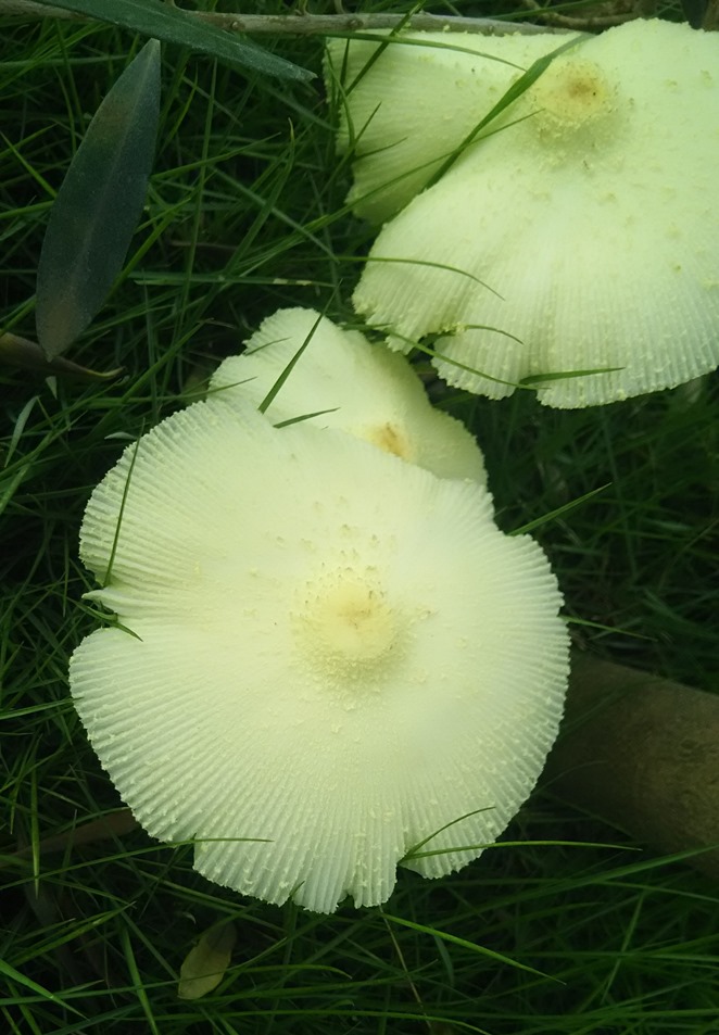 f:id:coolpain19:20190903201151j:plain