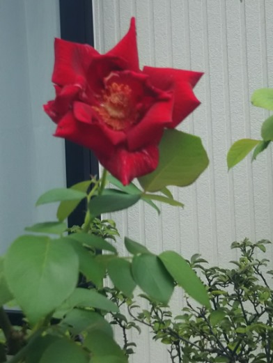 f:id:coolpain19:20190903202437j:plain