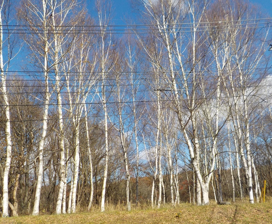 f:id:coolpain19:20191122200429j:plain f:id:coolpain19:20191122200429j:plain