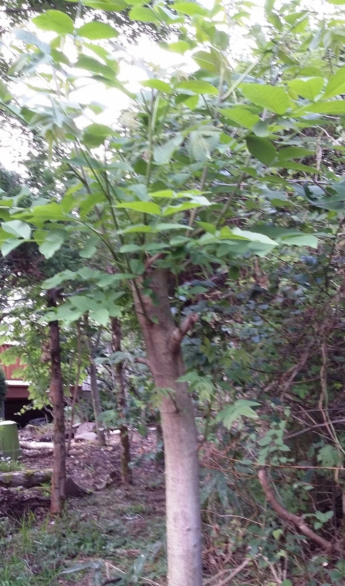 f:id:coolpain19:20200831183522j:plain f:id:coolpain19:20200831183522j:plain