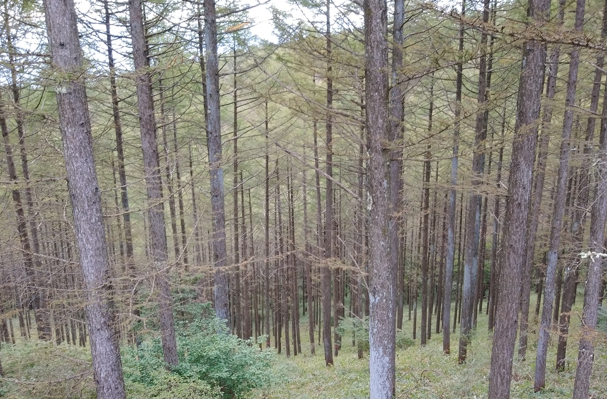 f:id:coolpain19:20201006174518j:plain