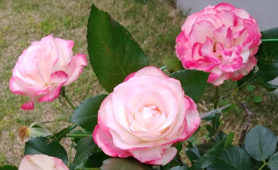 f:id:coolpain19:20210517145135j:plain