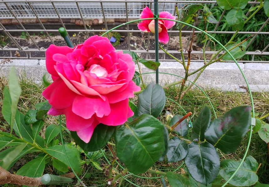 f:id:coolpain19:20210517145223j:plain