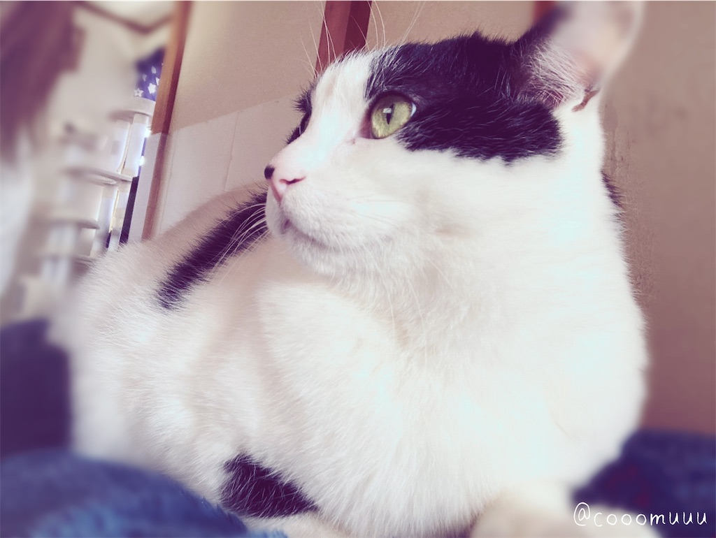 埋まってる三本の毛 コムねこのblog