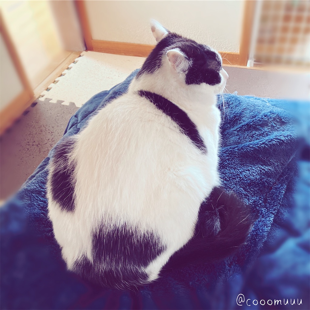 埋まってる三本の毛 コムねこのblog