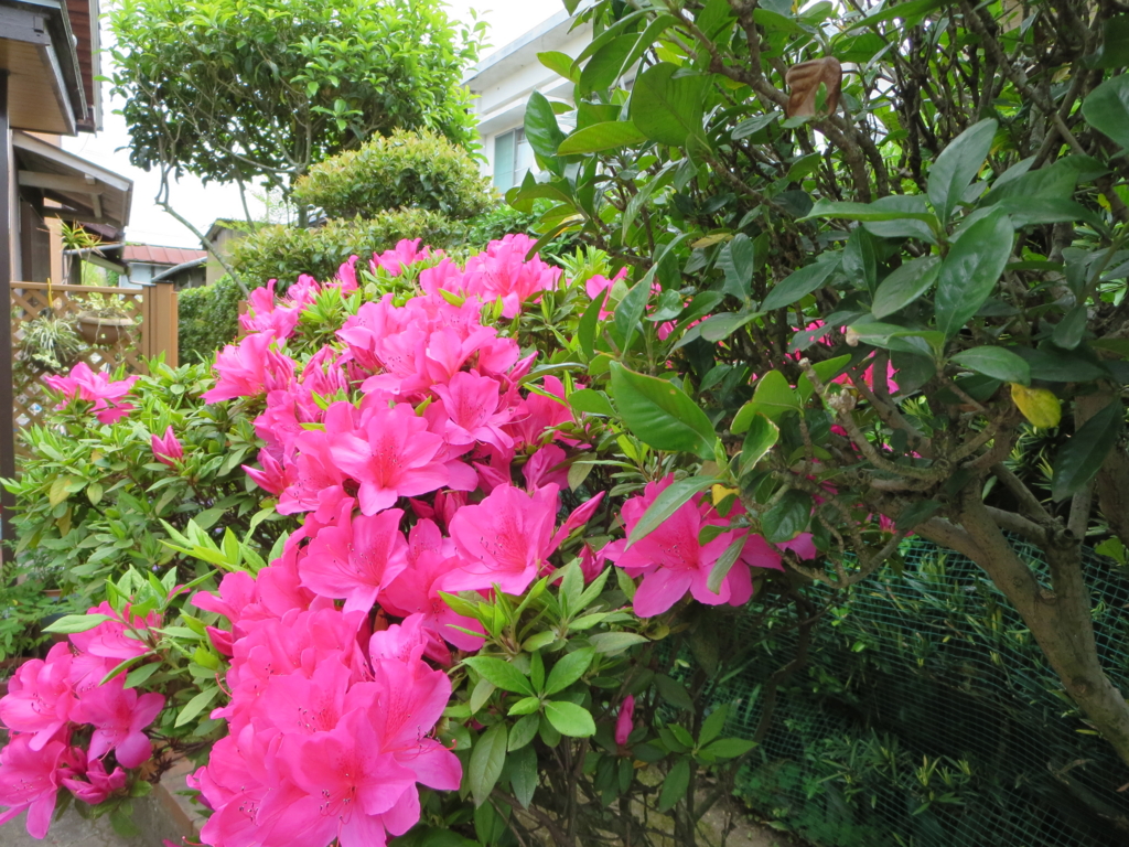 f:id:coosola:20170506164104j:plain