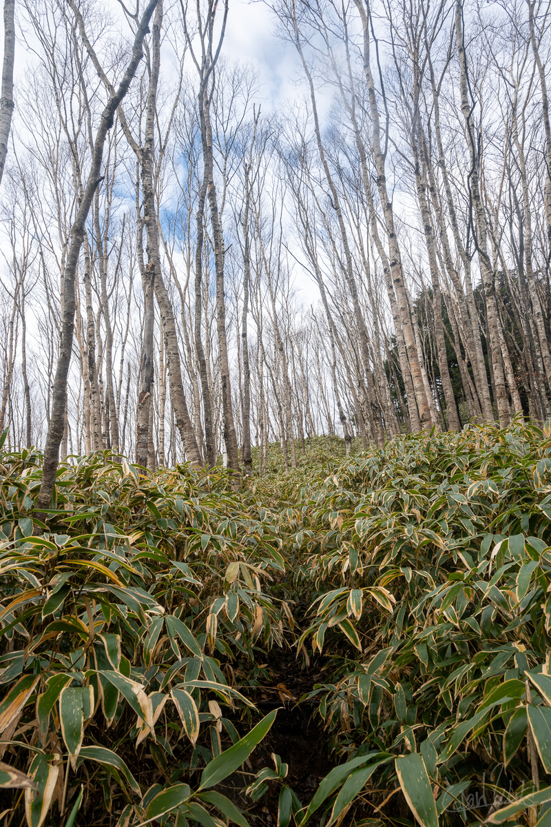 紅葉天国と笹地獄、栃木百名山・袈裟丸山登頂記 - コパログ