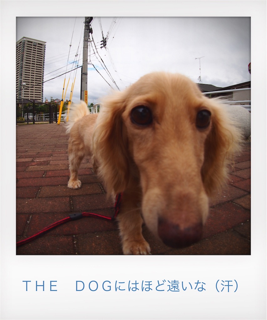 f:id:coper-stage:20160828002959j:image f:id:coper-stage:20160828002959j:image