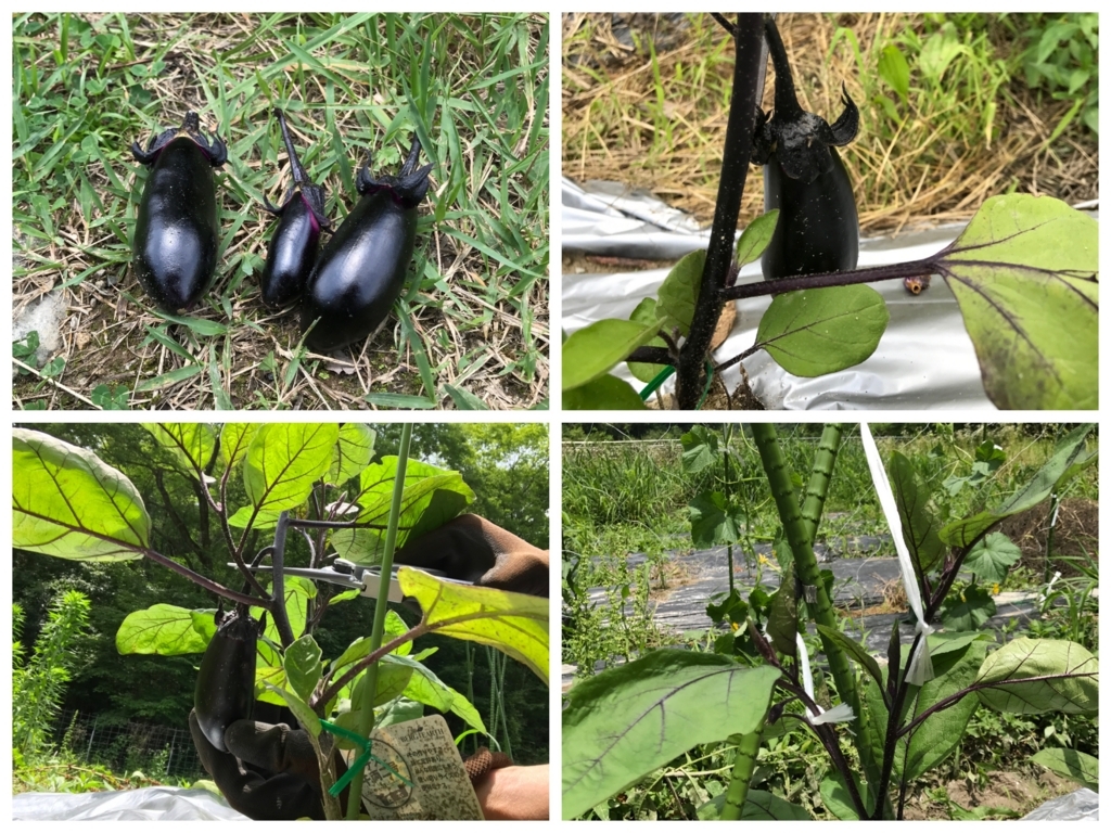 f:id:coper-stage:20170708002003j:plain