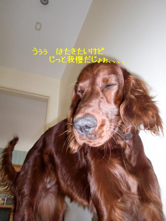 f:id:coppa06:20100322133418j:image f:id:coppa06:20100322133418j:image
