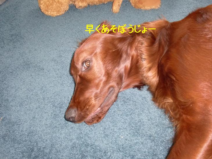 f:id:coppa06:20100405125541j:image f:id:coppa06:20100405125541j:image